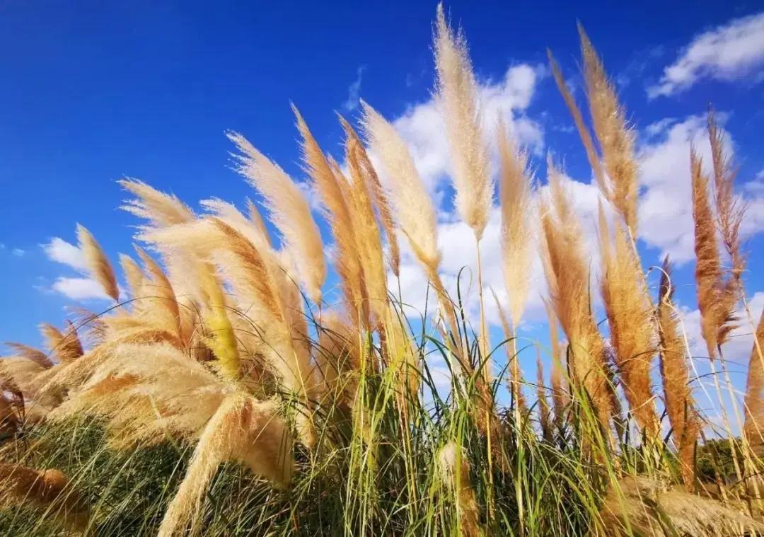 浦东世博滨江公园,浦东24小时不打烊