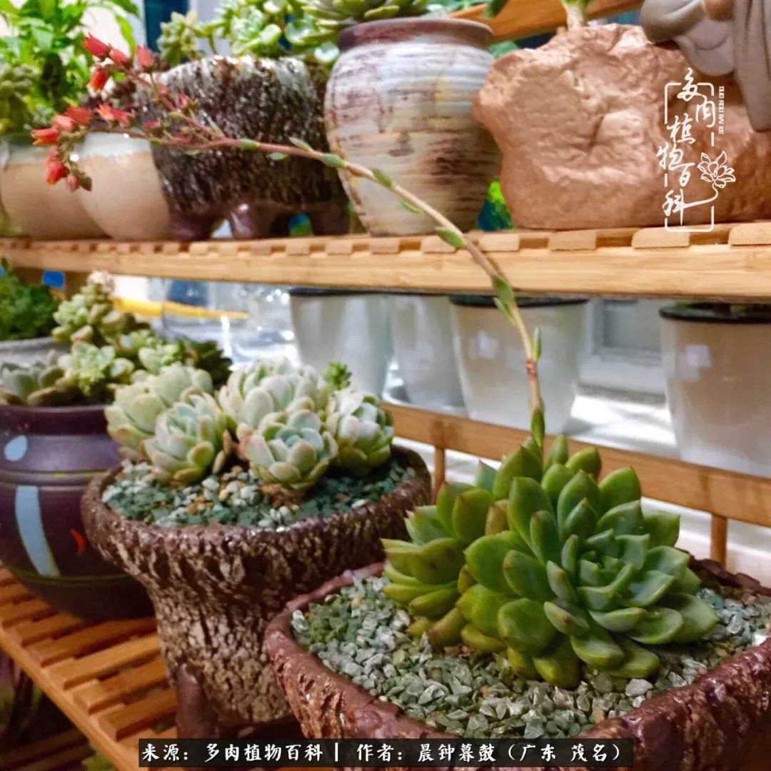 轻轻地告诉你，我的多肉也曾美过，不信你看看