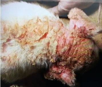 猪渗油性皮炎怎么治,猪皮肤病怎么涂药