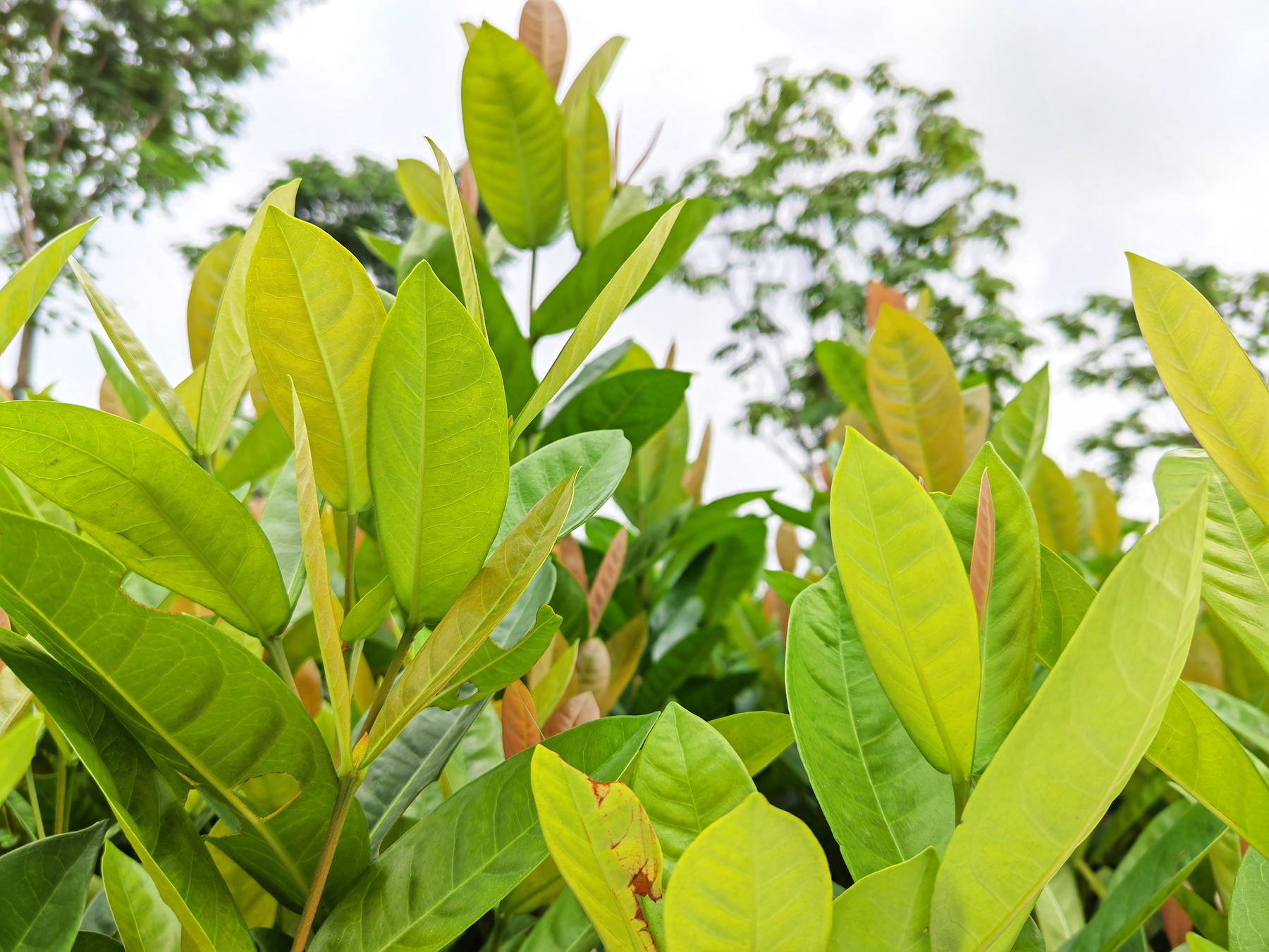 荣耀magic3评测科技美学,荣耀magic3算是顶级旗舰么