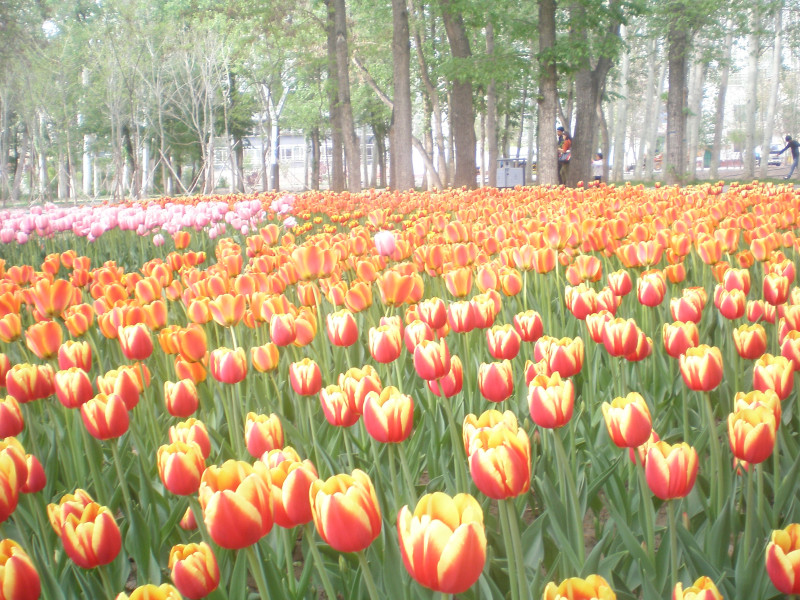 郁金香花开万朵图片,郁金香花开惹人醉