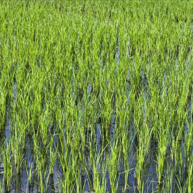 水稻旱种植技术视频,水稻种植的流程步骤