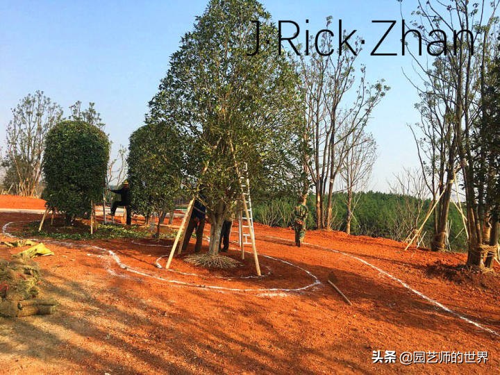 怎么种植草坪不长杂草,如何养好草坪