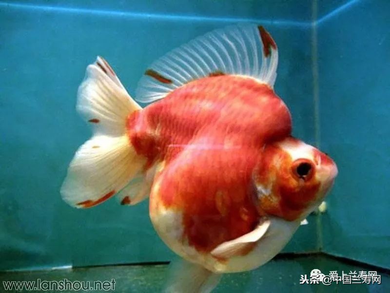 十大最稀有的金鱼品种,比较大的金鱼品种有哪些