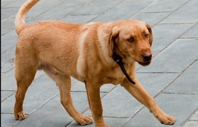 狗腿弯怎么处理图解,狗腿弯曲怎么治疗好