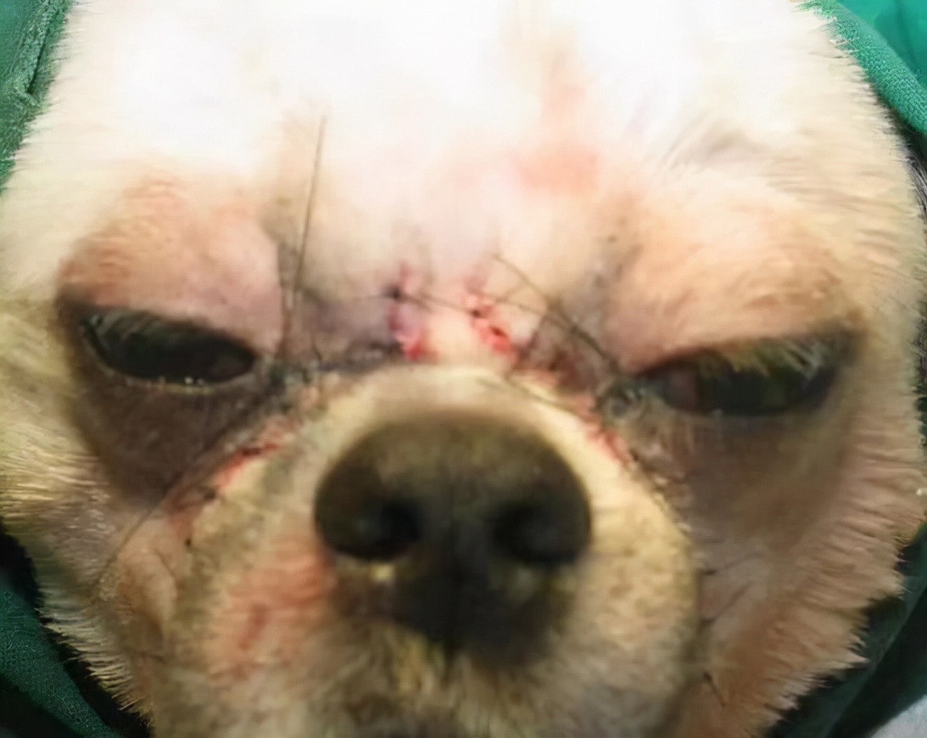 给宠物狗开眼角,宠物狗感染细小死亡