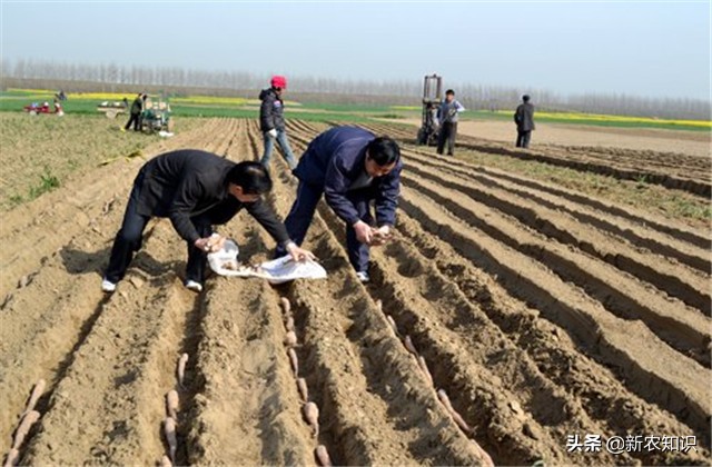 广西桂平最高产淮山种植方法,淮山怎样种植才高产