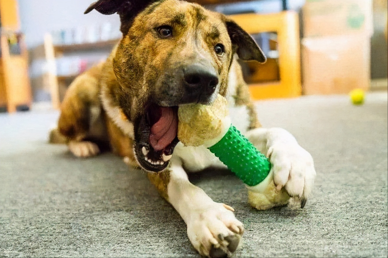 狗狗最喜欢的免费玩具,6-8个月狗狗玩的玩具推荐