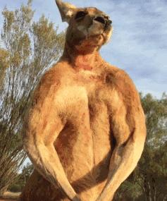 霍尊钟爱的海狗丸，真的能大补吗？