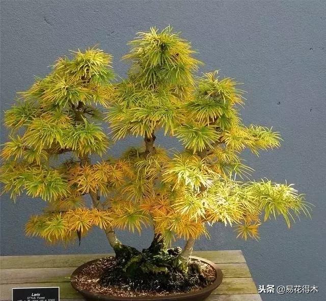 丛林式精品盆景欣赏,丛林盆景浅盆