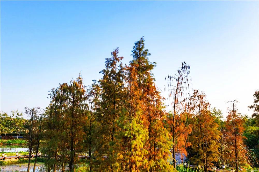 海珠湿地一期,海珠湿地公园走完要多久