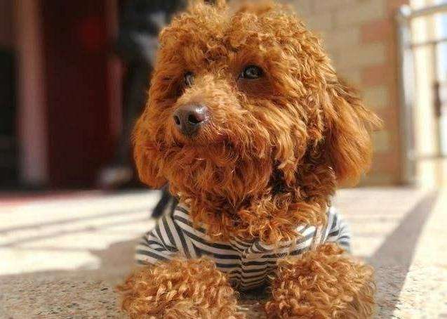 泰迪为啥都那么聪明,泰迪为啥那么多人喜欢