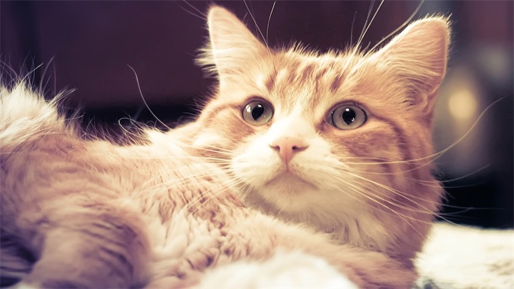 猫咪新手适合养哪个品种的猫,猫咪攻略新手小白养猫指南