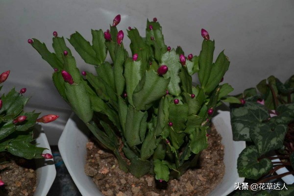 龙骨花生虫了怎么办,龙骨花长黑斑怎么治