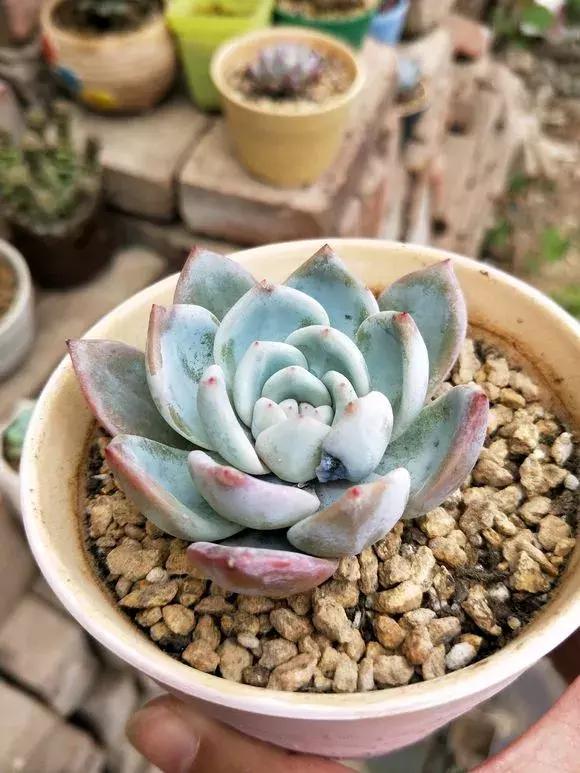 多肉根腐黑没有多菌灵怎么救,养多肉很容易死