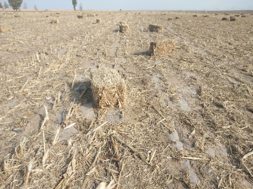 秸秆喂羊技术视频,秸秆饲料怎么喂羊羔好吃