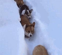 刨土刨水刨坑刨沙发，对于一只寂寞的狗子而言，万物皆可刨