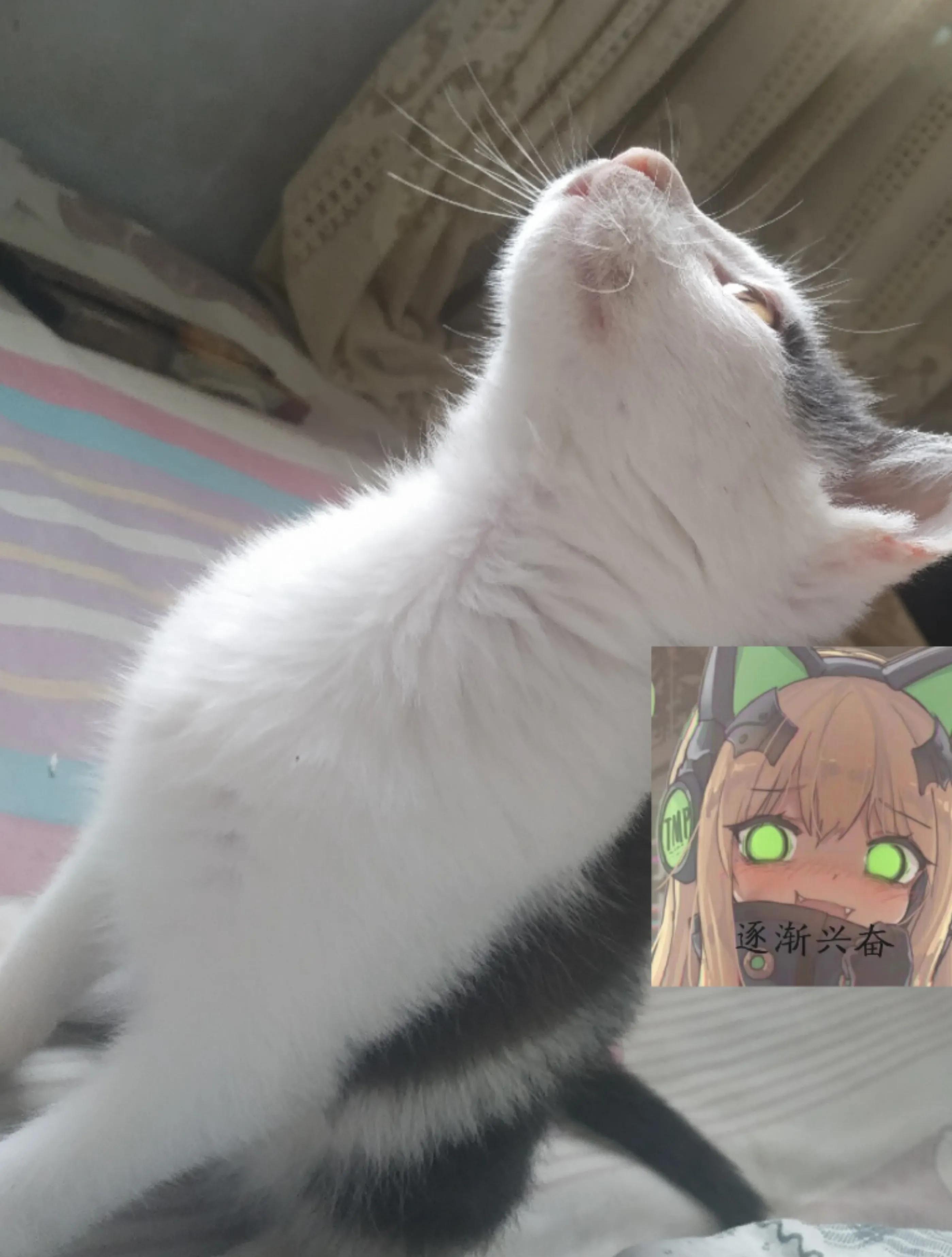 与猫瘟抗争,与它