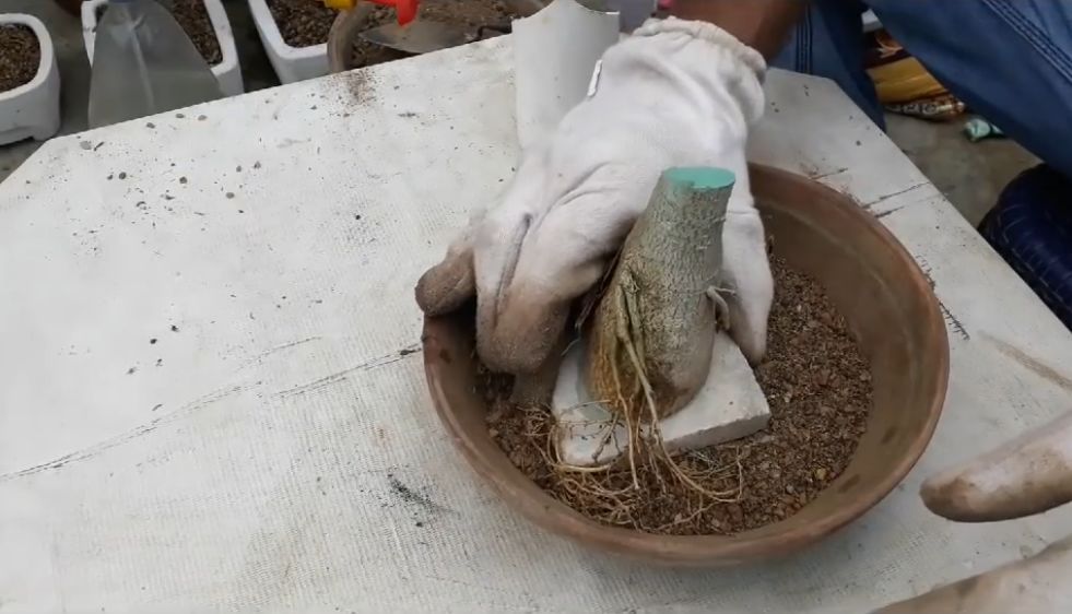 把普通的沙漠玫瑰养成盆景,怎样把沙漠玫瑰的桩养得更漂亮