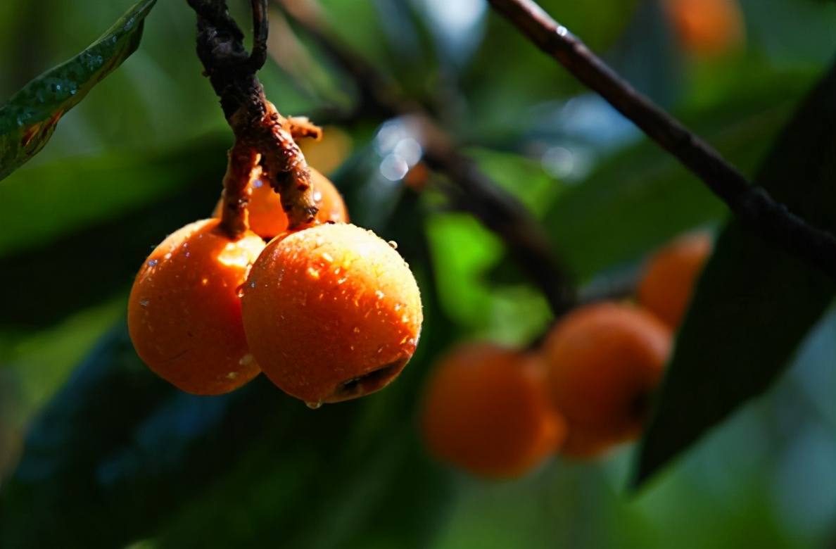 五月枇杷黄似橘诗句,五月枇杷黄似橘原文