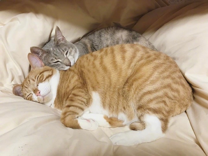 到底是养一只猫好还是养两只,养一只猫好一点还是两只猫好一点