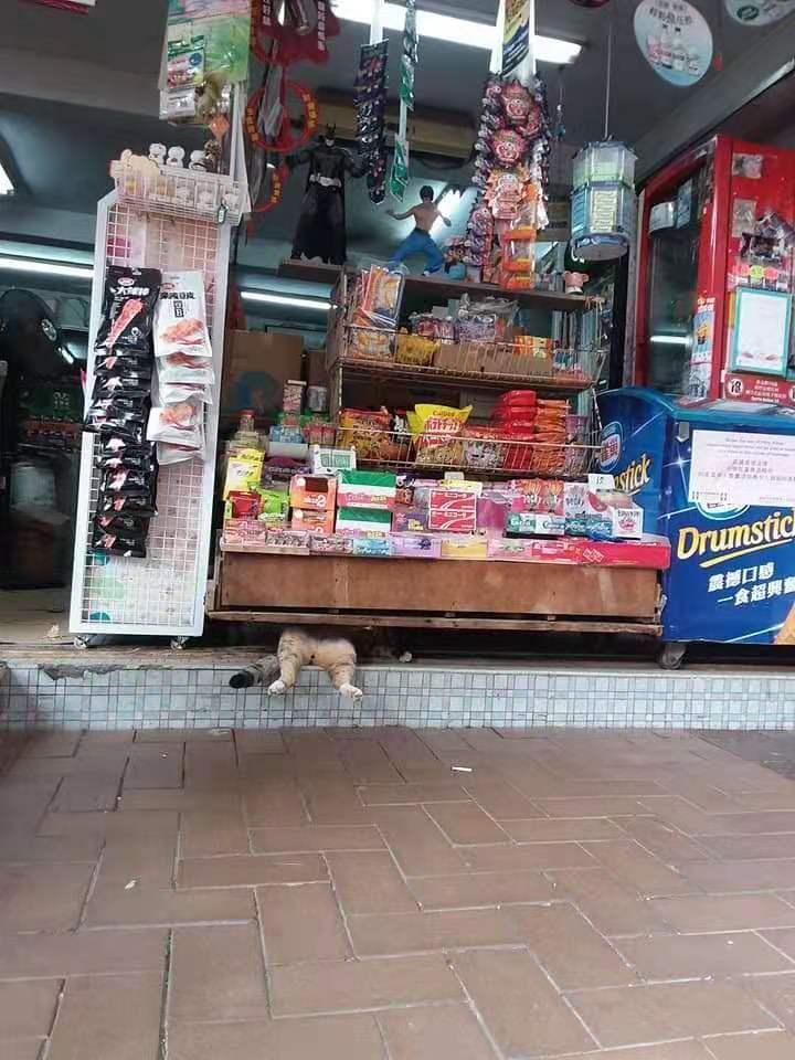 全网都以为复旦大学的猫被偷了，几天后…气得想骂猫