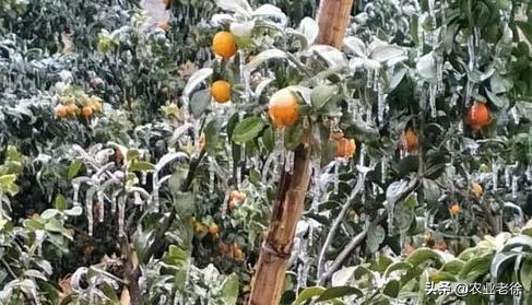 柑橘受冻伤怎么办,晚熟柑橘受冻怎么补救