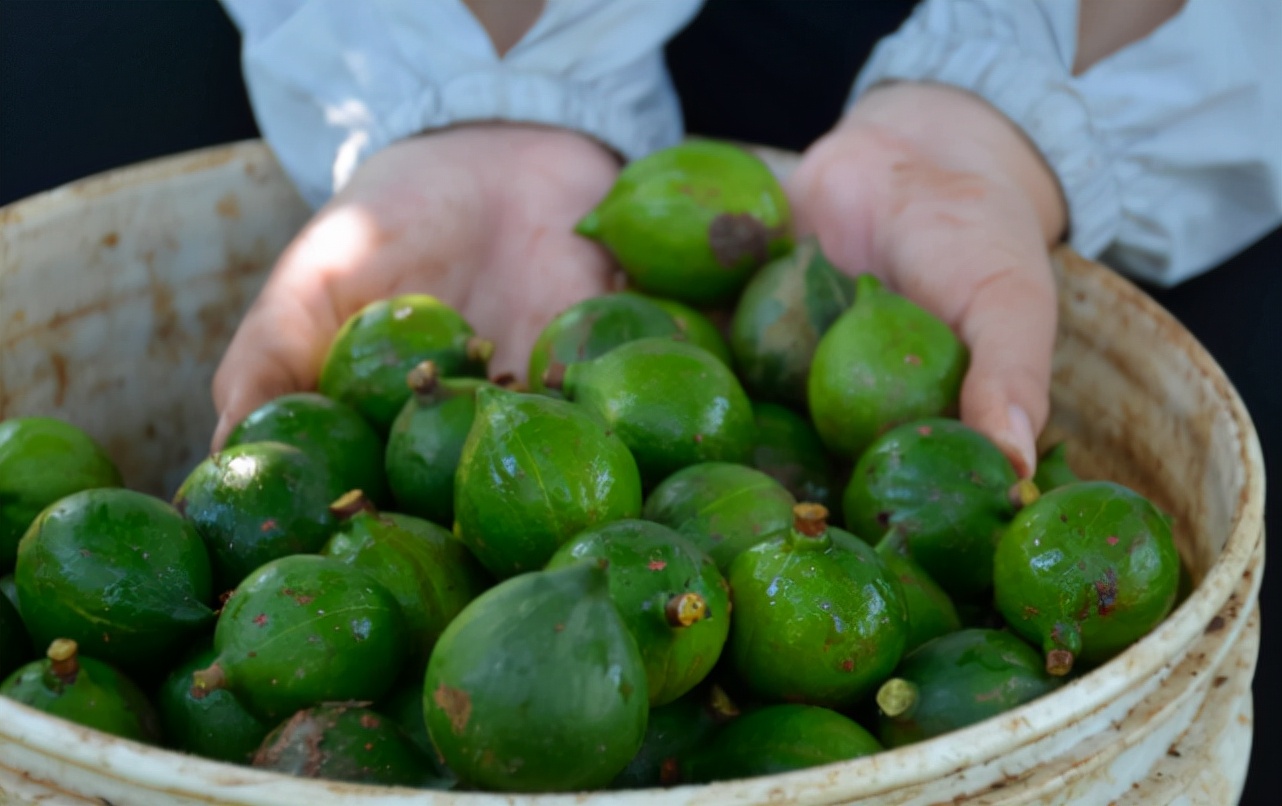 夏威夷果名不副实的坚果,云南夏威夷果世界第一名坚果