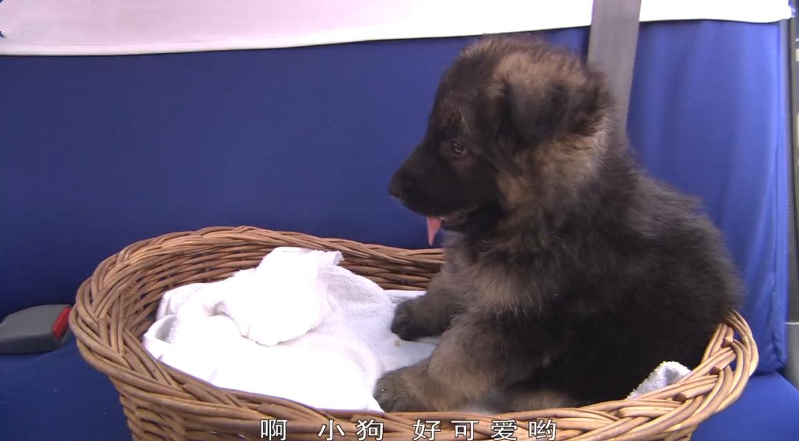 藏獒三次被主人抛弃最后咬舌自尽,被主人抛弃藏獒咬舌自尽