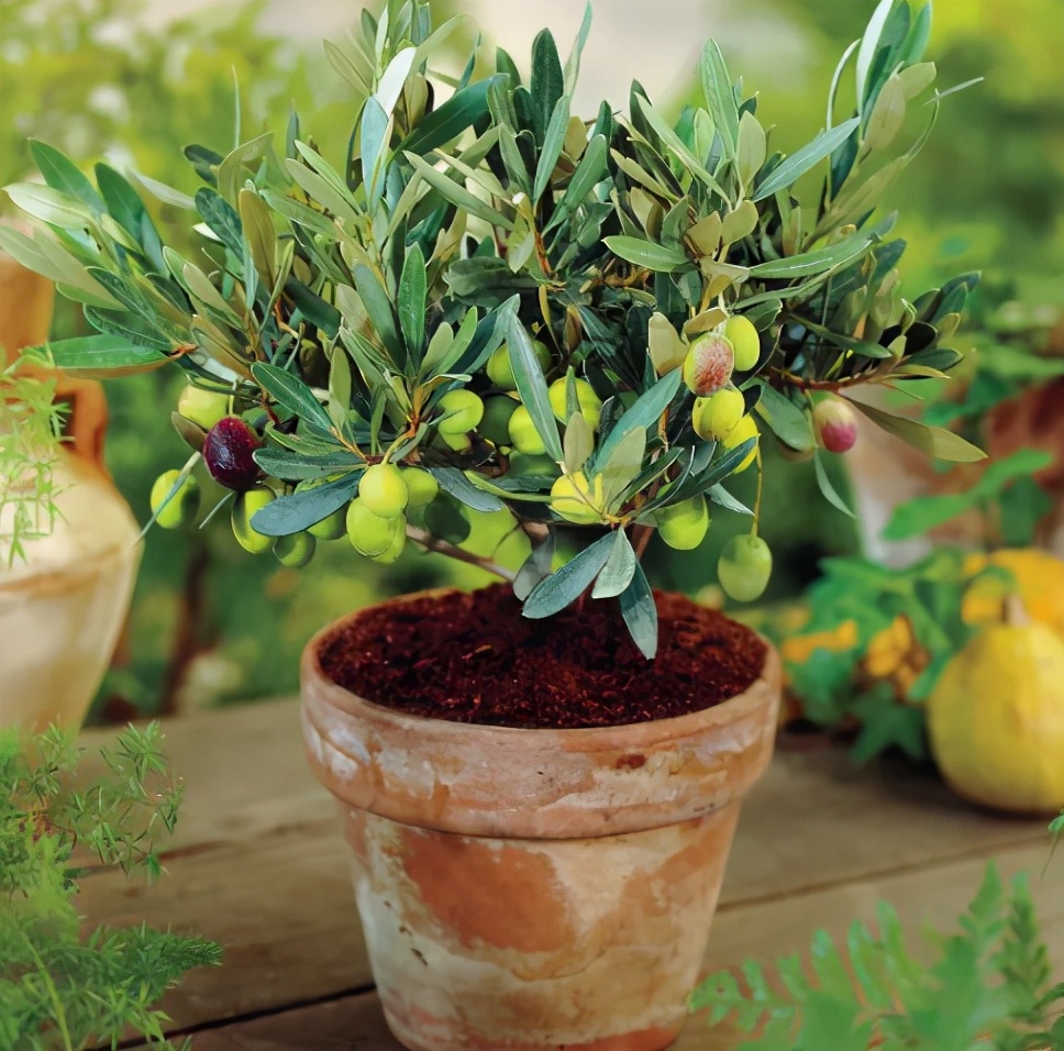橄榄树盆栽哪个品种好,橄榄树什么时候栽最好