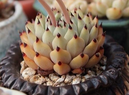 红稚莲多肉徒长除了砍头还能怎样,多肉徒长了砍成光杆还能发芽吗