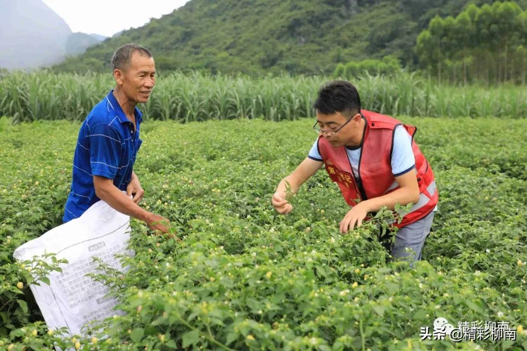 乡镇辣椒丰收信息,火红的辣椒映出红红火火的日子
