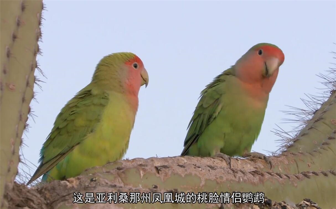 非洲鹦鹉住进仙人掌？从宠物变野生种群，占领一座城市
