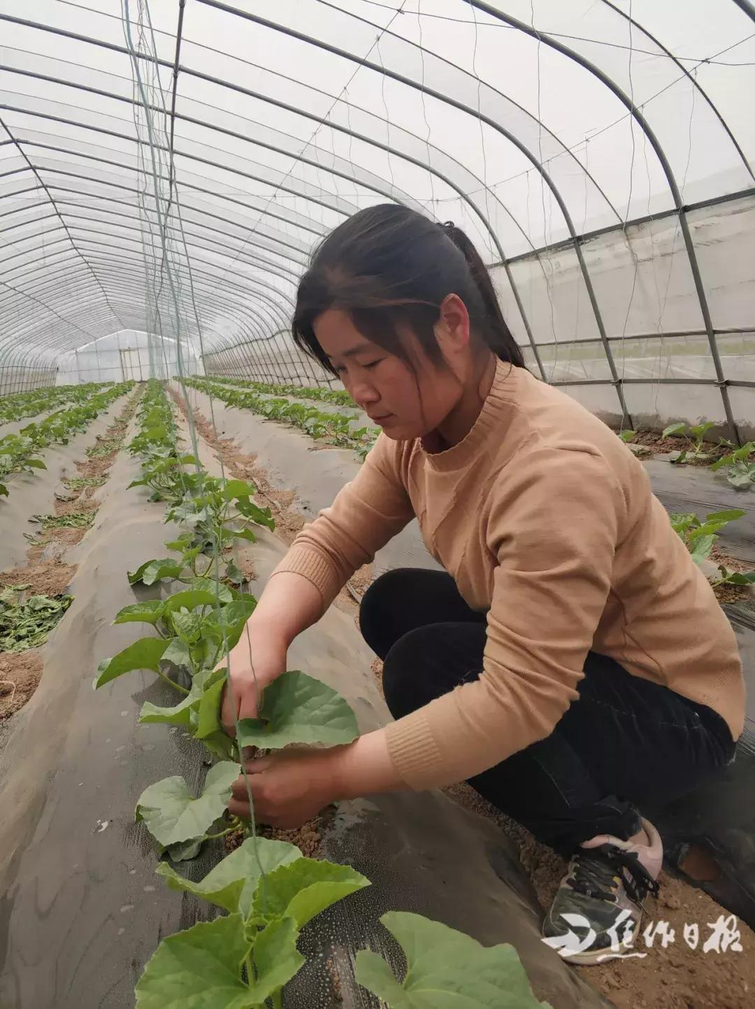 记者走基层｜焦作这个硕士返乡创业，帮老乡发家致富