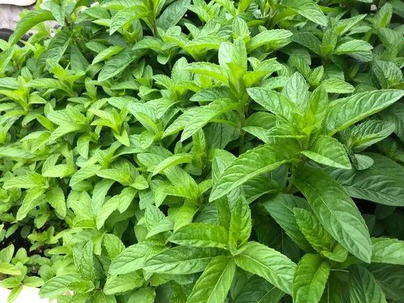 薄荷在家中养哪个品种比较好,薄荷什么品种适合养在家里