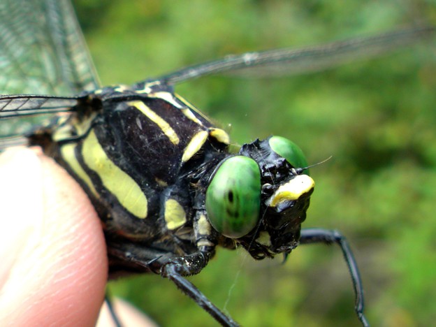 世界上最大的蜻蜓长什么样,有史以来世界上最大的蜻蜓