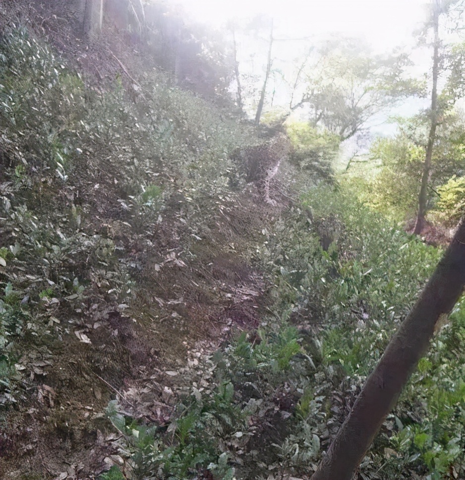 金钱豹被犬咬死,第二条金钱豹被狗咬死