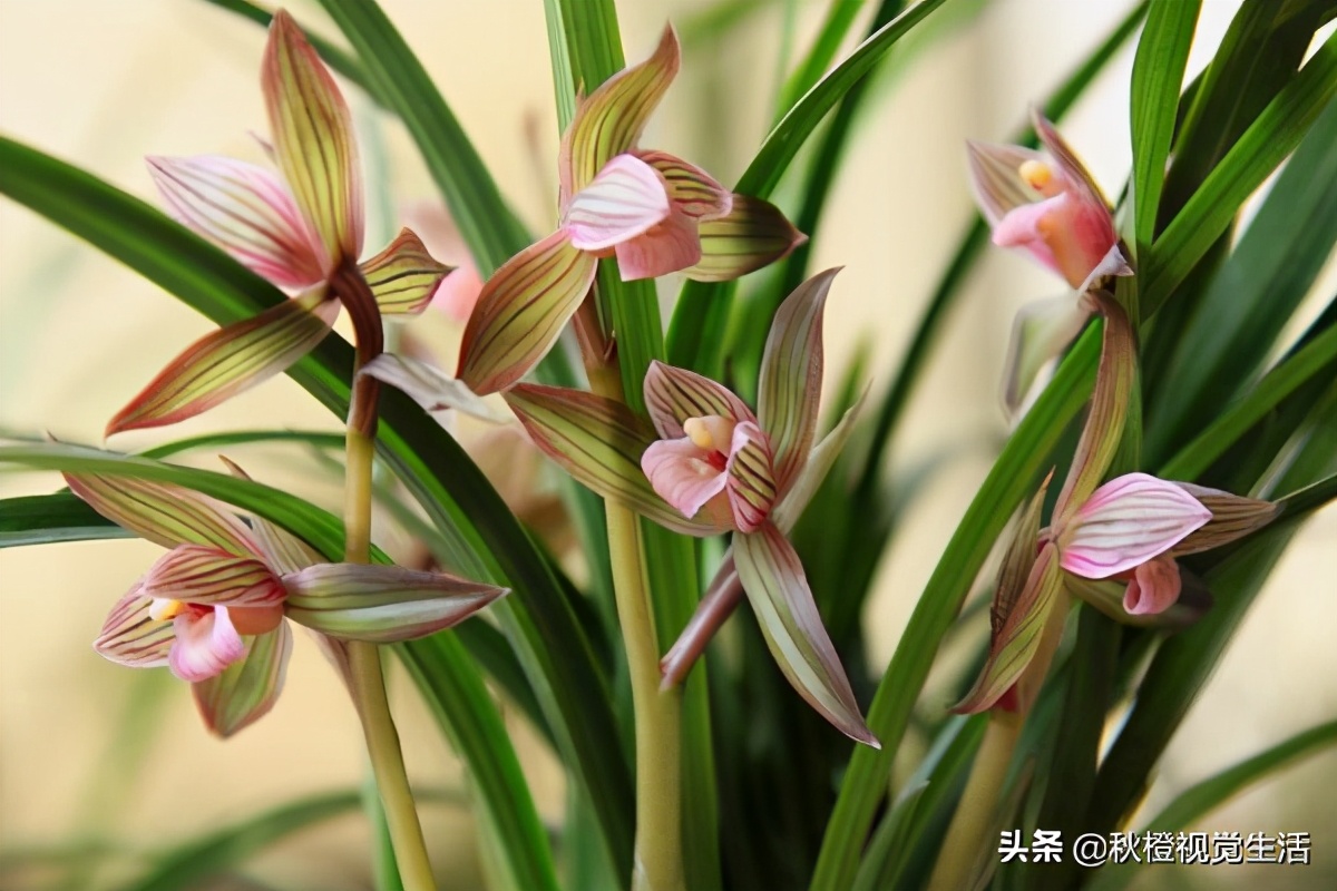 兰花为什么价格这么高,兰花为什么受世人喜爱