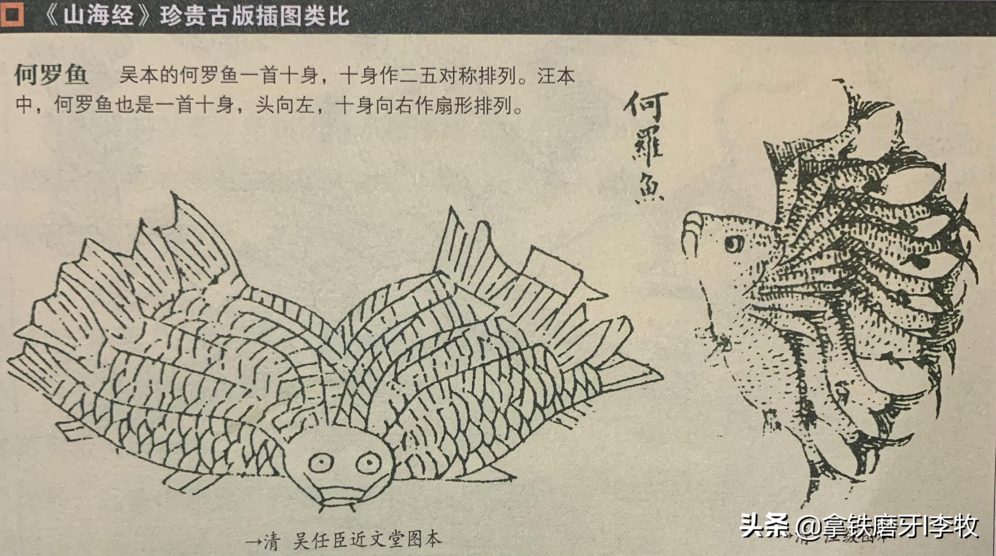 国学《山海经》——何罗鱼，一个头带着十条身子，你是咋长出来的