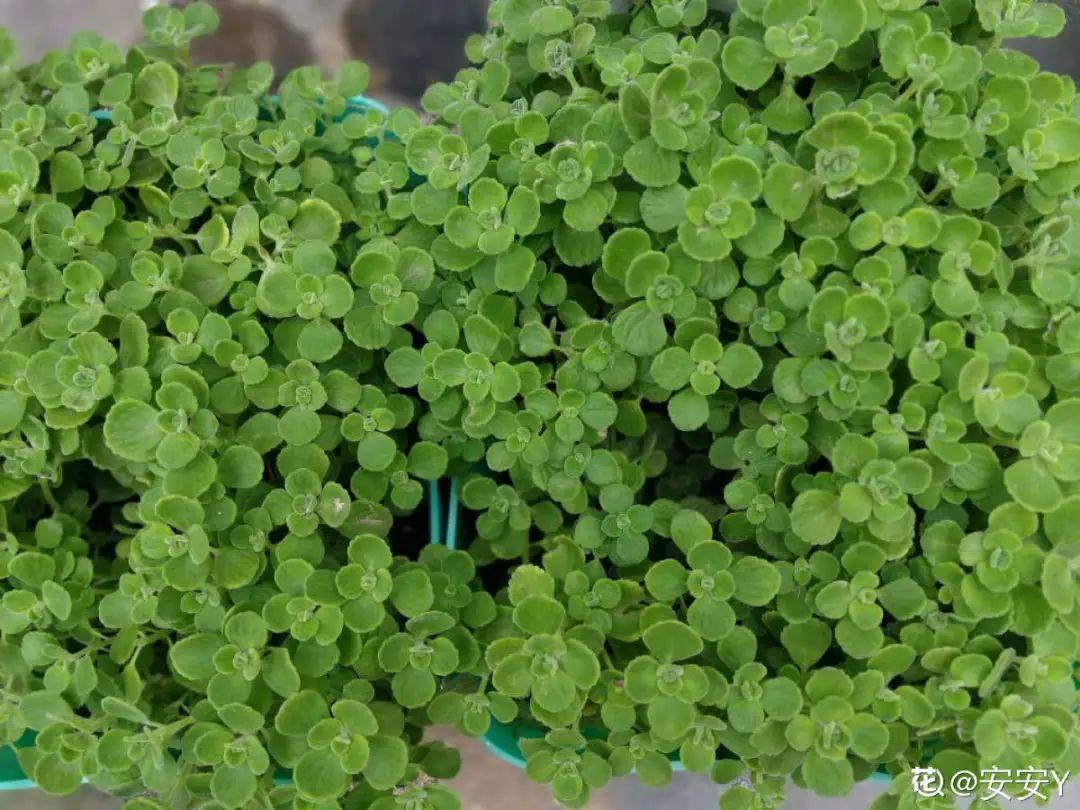 耐养的香水花,种室内香水花