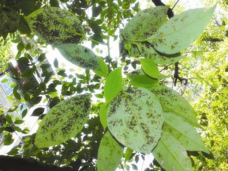 苗木叶子出现各种变化怎样辨别病,苗木常见病害及治疗方法