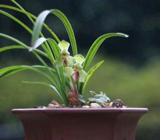 兰花怎么避免黑根腐烂,兰花烂根黑腐什么原因