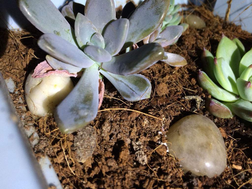 多肉烂根要如何处理?生死回转有妙招,自己在家就能救