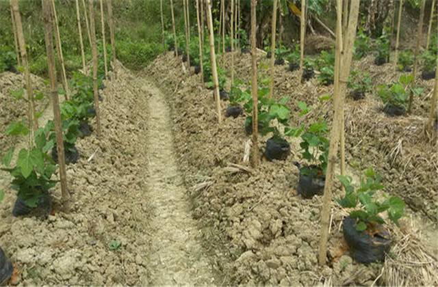 粉葛高产高品质种植选根技术,如何种植粉葛高质高产
