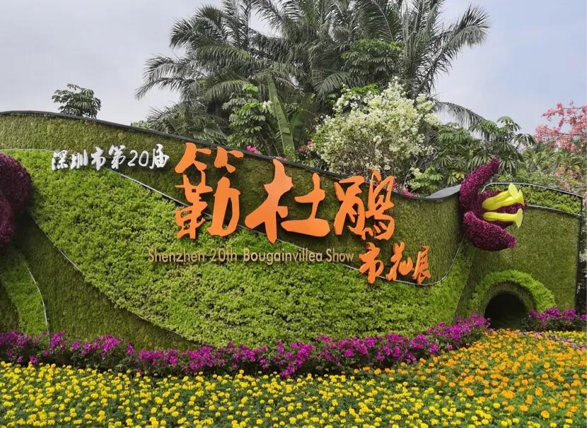 深圳花海公园地址在哪里,深圳中心河公园花海