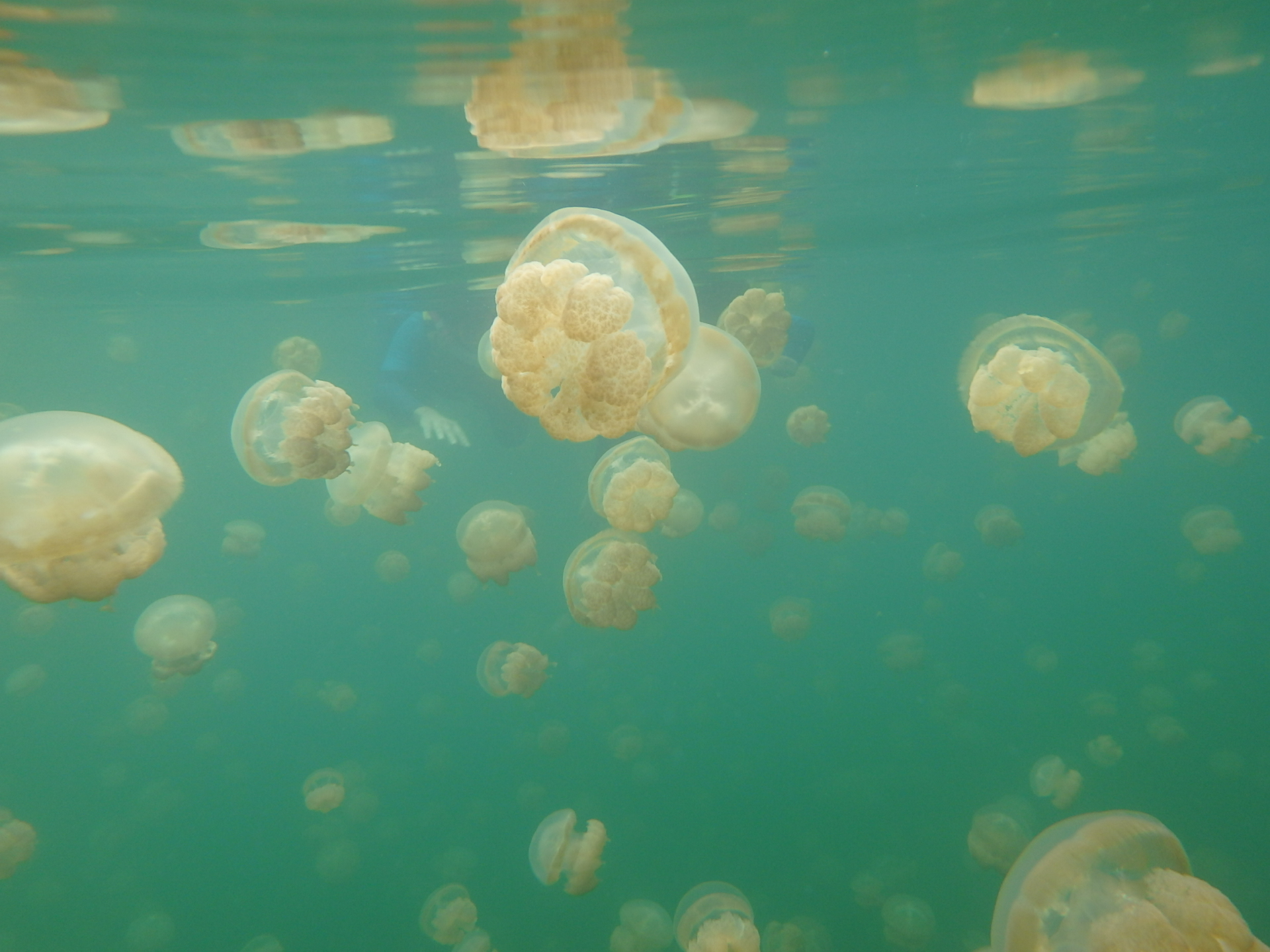帕劳太平洋水族箱,潜水胜地帕劳水族箱