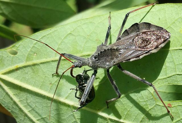 瓢虫害虫和益虫的区别图,益虫害虫有哪些视频