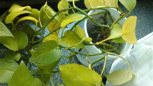 金钻绿萝喜光还是喜阴,大叶绿萝是喜光植物吗