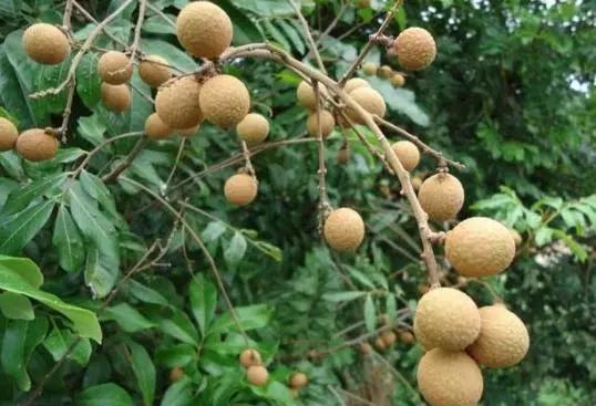 名门泽佳保养品有用吗,名门泽佳抗老精华