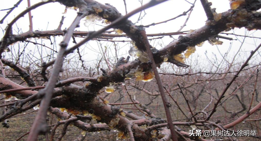 桃树流胶半死不活的打什么药,治桃树流胶最好的土办法